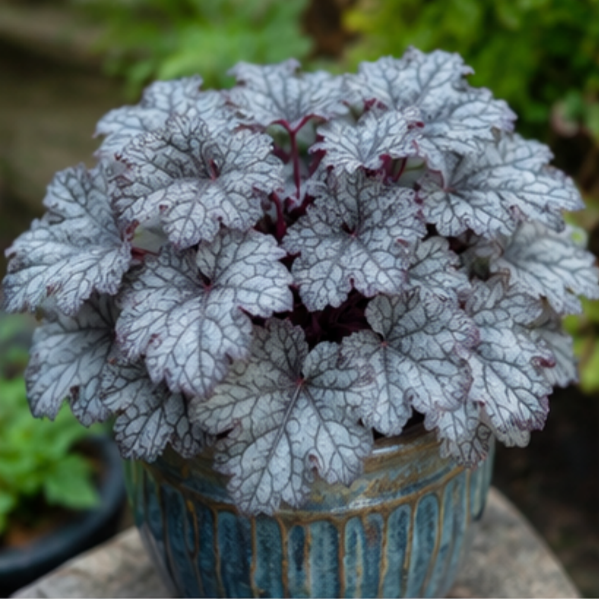 🎨Add Elegant Color to Your Garden - 🌱Heuchera Seeds🌿