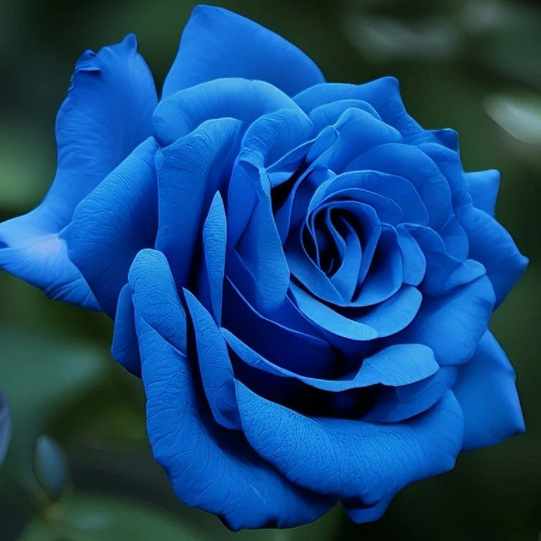 💙 Classic Blue Enchantress Rose Seeds – Mystical Bloom Magic