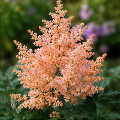 🌸Shade Garden Beauty Astilbe – Hardy, Easy-Care Flowering Bulbs🌿