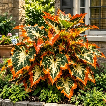 💖 Rainbow Beauty Caladium Bulbs – Lush Multicolor Leaves for a Dreamy Garden