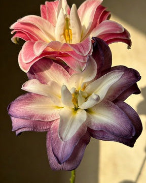 🌸56% OFF Romantic Double Lily Bulbs🌼