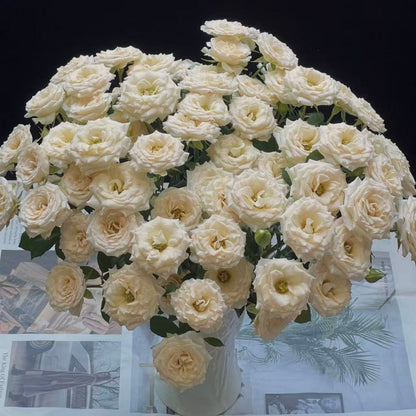 🌹Spray Rose Seeds · Multi-Bloom Elegance ✨