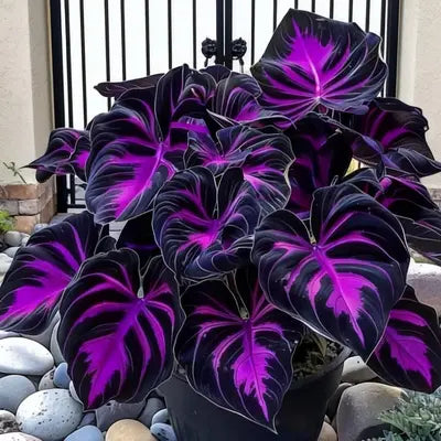 🌿 Unique Hosta Seeds – Freshly Shipped From Oregon 🌱