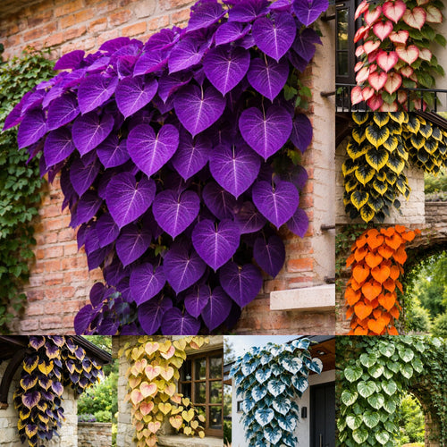 💜Purple Heart Vine Seeds–Vibrant Climbing Beauty 🌿✨