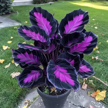 🌱 Rare Giant Hosta Bulbs – Lush, Tall & Shade-Loving Garden Beauty