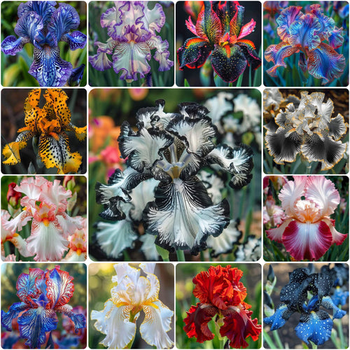 💐Exquisite Tall Bearded Iris Rhizome • Rare Blooming Variety⚜️