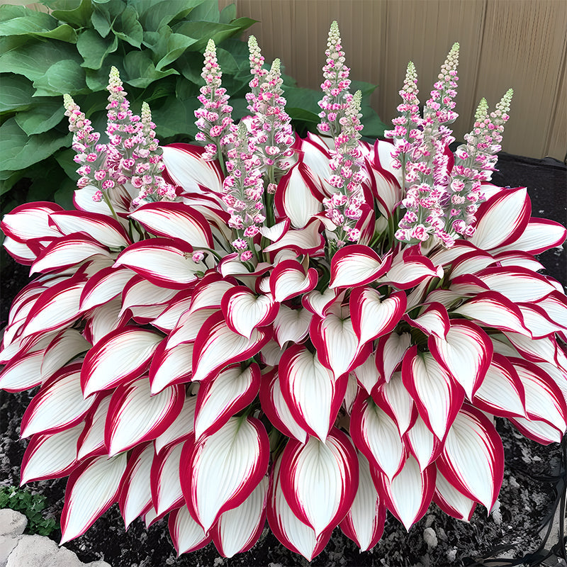 🍃 Exclusive Hosta Bulbs – Unique Foliage, Effortless Beauty