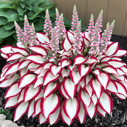 🍃 Exclusive Hosta Bulbs – Unique Foliage, Effortless Beauty