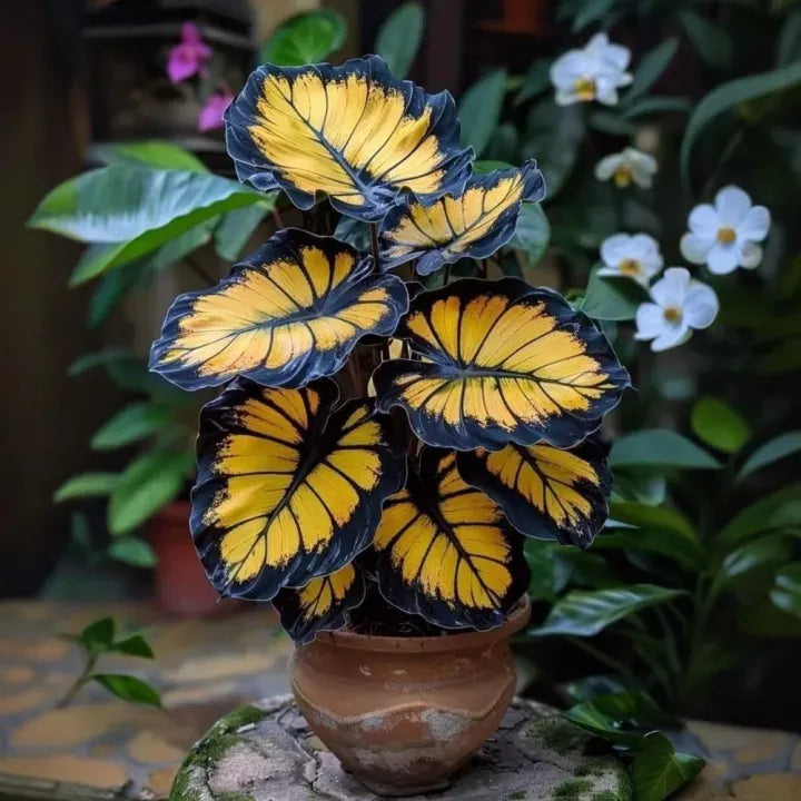 🌱 Rare Giant Hosta Bulbs – Lush, Tall & Shade-Loving Garden Beauty