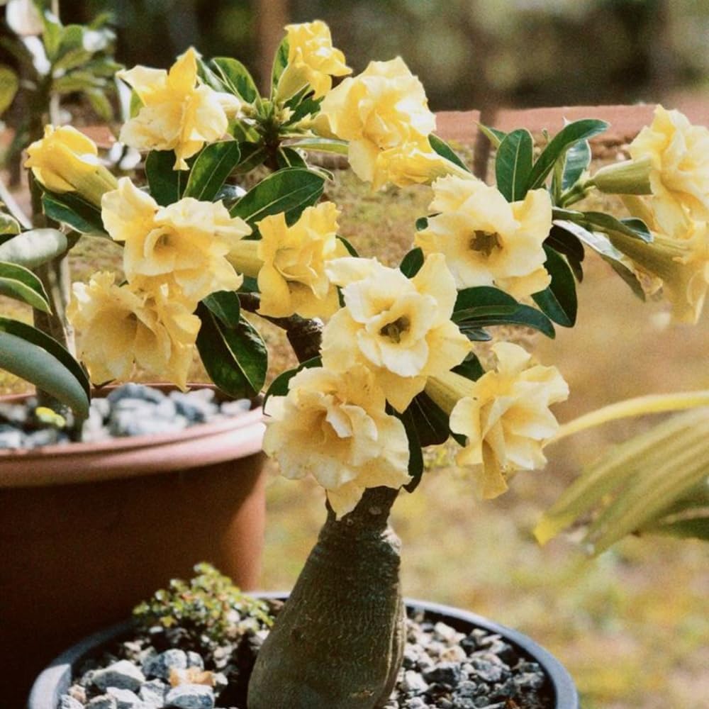 ✨Desert Rose Seeds🌹Heat-Resistant✨