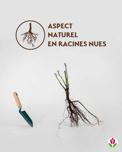 Rosier buisson Famosa - Le rosier,en motte,3 branches et +. - Willemse