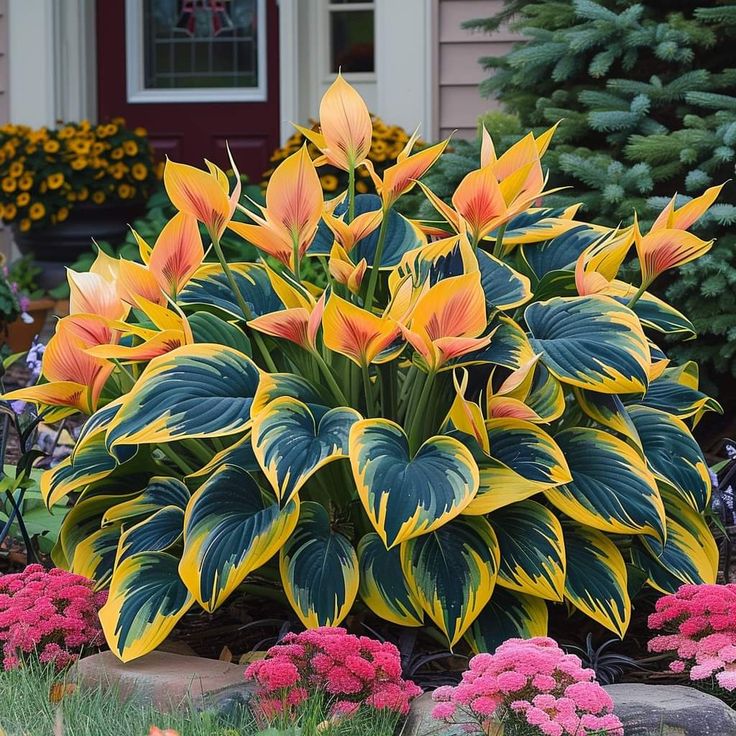 🍃 Exclusive Hosta Bulbs – Unique Foliage, Effortless Beauty