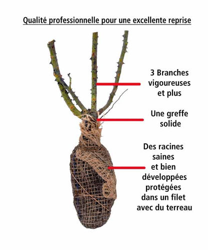 Rosier buisson Famosa - Le rosier,en motte,3 branches et +. - Willemse