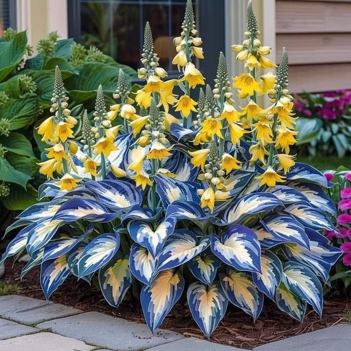 🌿 Unique Hosta Seeds – Freshly Shipped From Oregon 🌱
