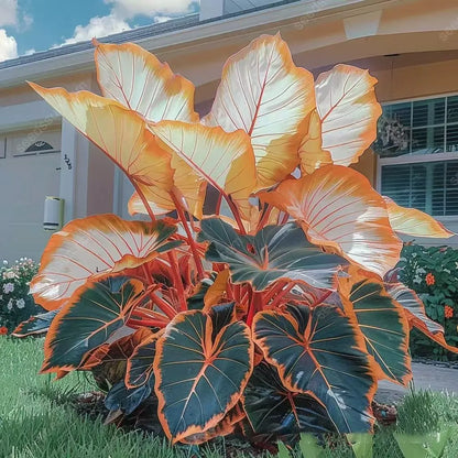 🌿Garden Favorite Hosta Bulbs – Rare & Beautiful Perennial Flowering Plants🎁