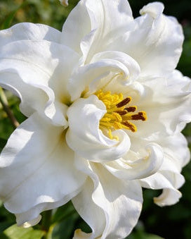 🌸56% OFF Romantic Double Lily Bulbs🌼