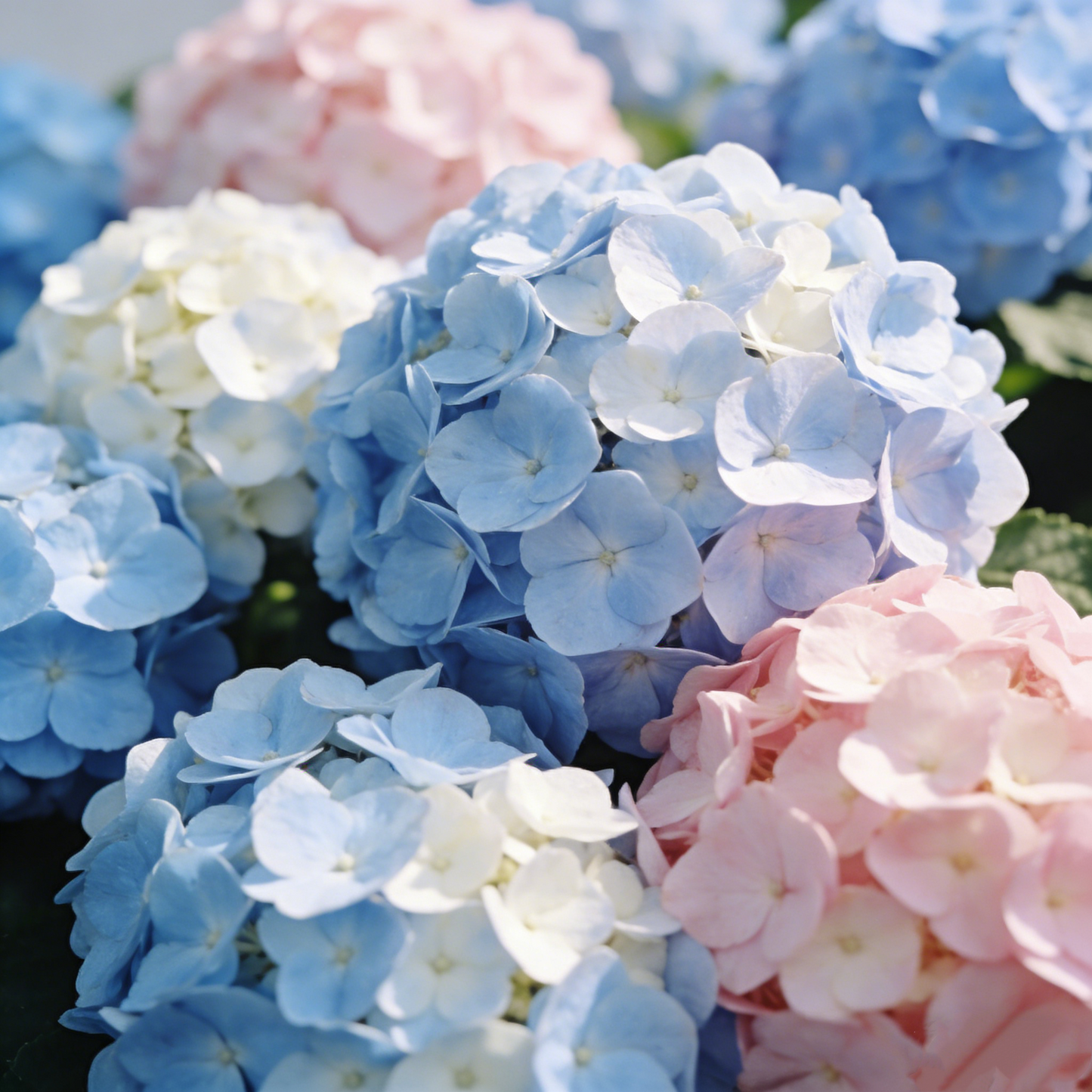 🔥New Arrivals🌸Hydrangea Seeds of Bliss☁️✨