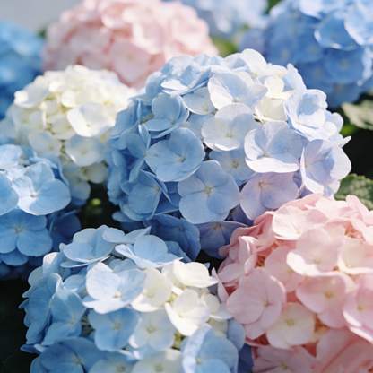 🔥New Arrivals🌸Hydrangea Seeds of Bliss☁️✨