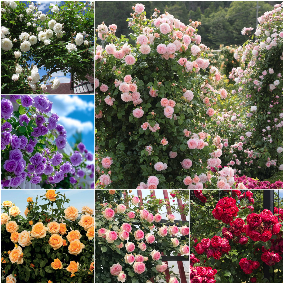 56% OFF Rare Climbing Rose Seeds🌹 – seedsr.com