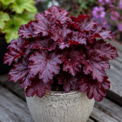 🎨Add Elegant Color to Your Garden - 🌱Heuchera Seeds🌿