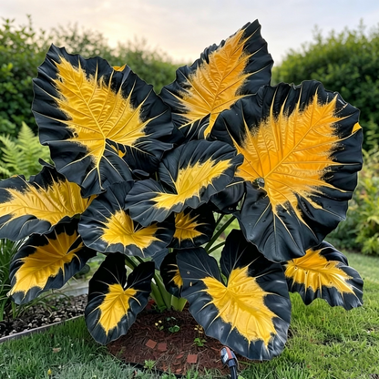 Giant Alocasia Bulbs🍃Transform Your Space with Tropical Majesty