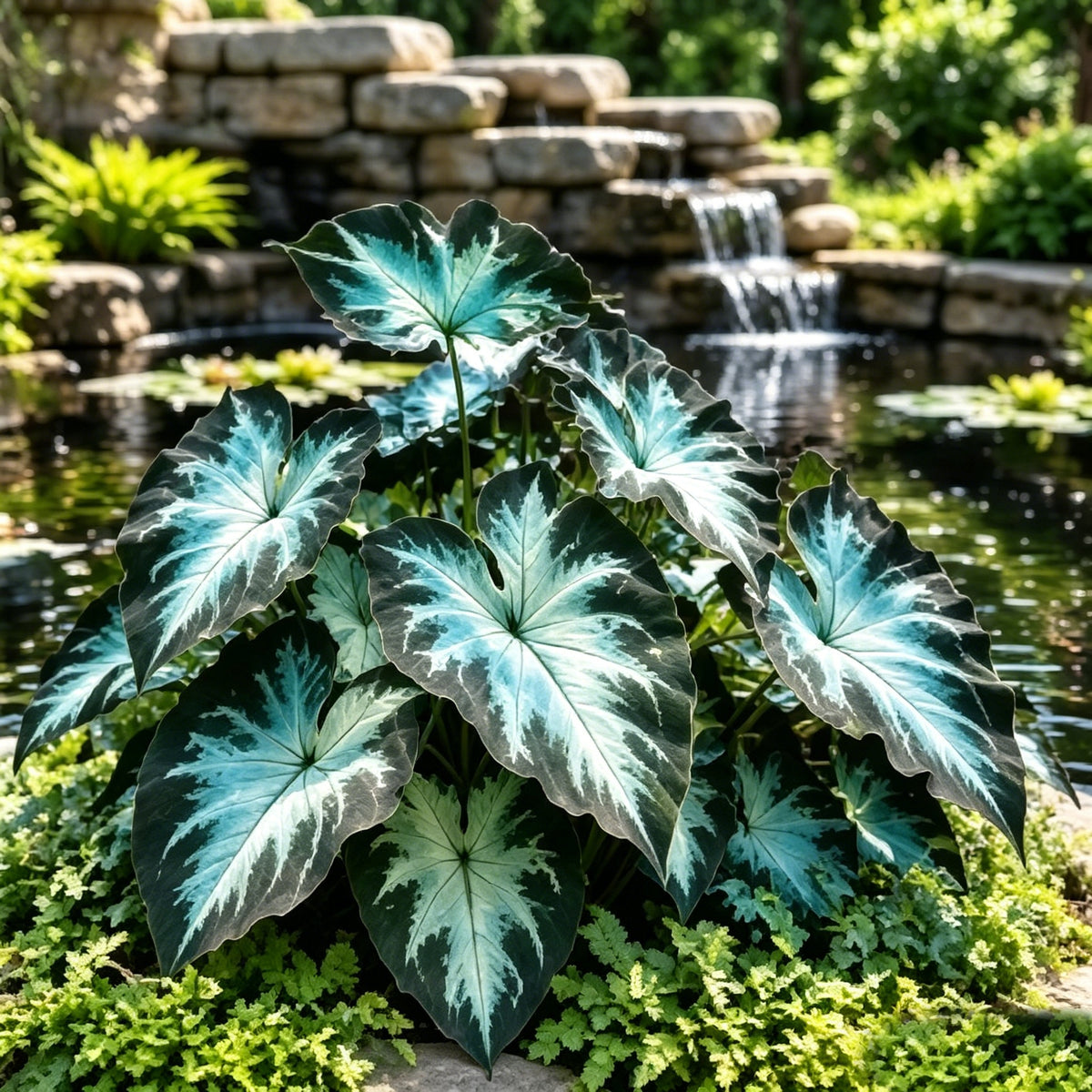 💖 Rainbow Beauty Caladium Bulbs – Lush Multicolor Leaves for a Dreamy Garden