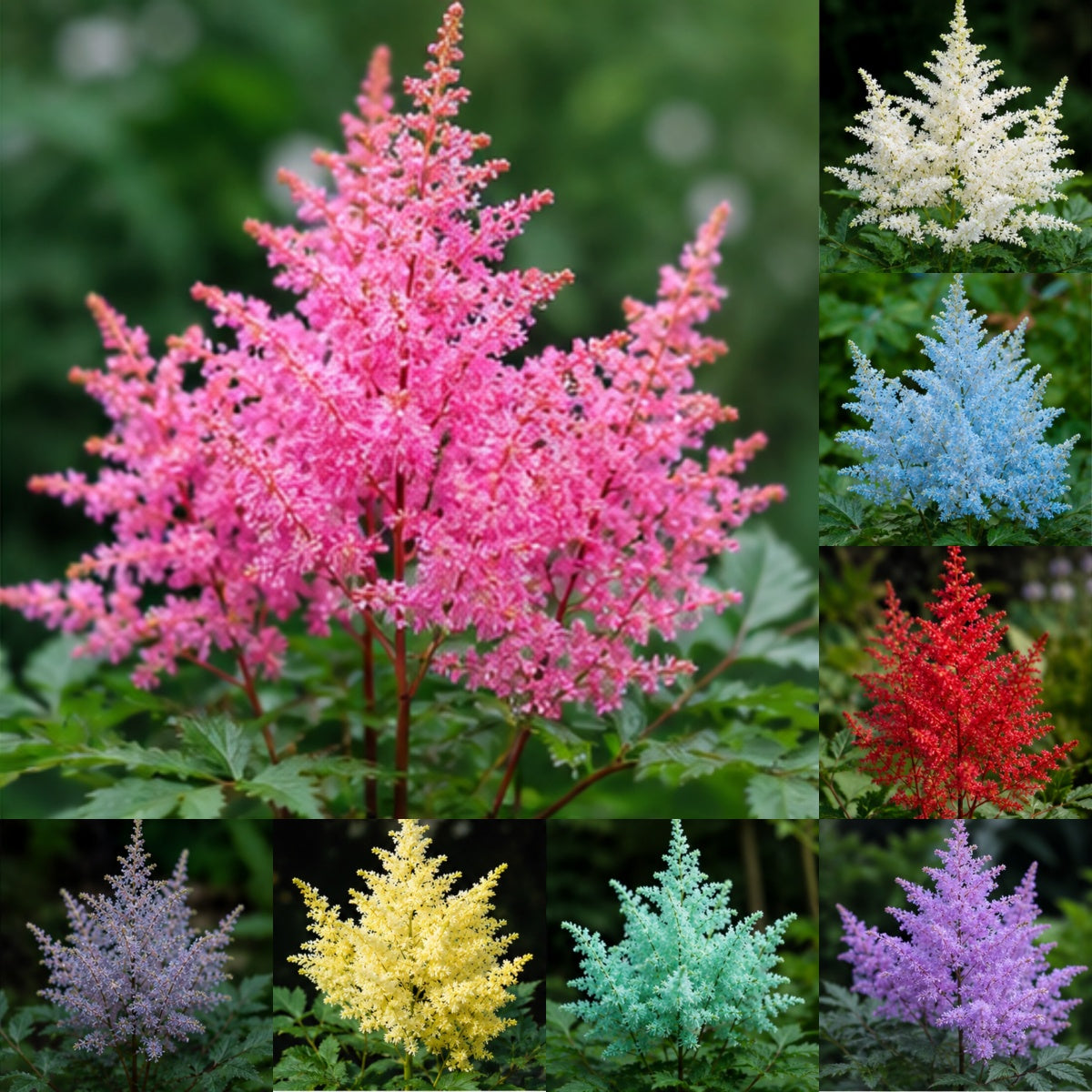 🌸Shade Garden Beauty Astilbe – Hardy, Easy-Care Flowering Bulbs🌿