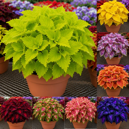 🌿Coleus Bulbs🌷 – Fill Your Garden With Color🌈