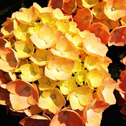 🔥New Arrivals🌸Hydrangea Seeds of Bliss☁️✨