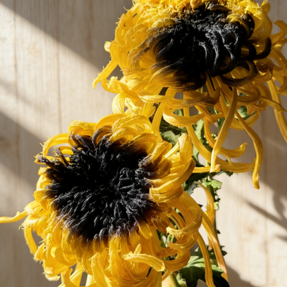 🌼Goose Feather Chrysanthemum Seeds – Mixed Color Pack ✨