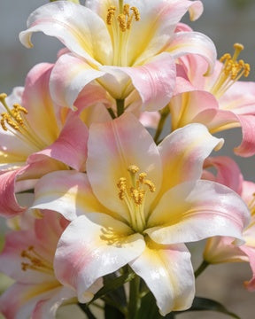 🌸56% OFF Romantic Double Lily Bulbs🌼