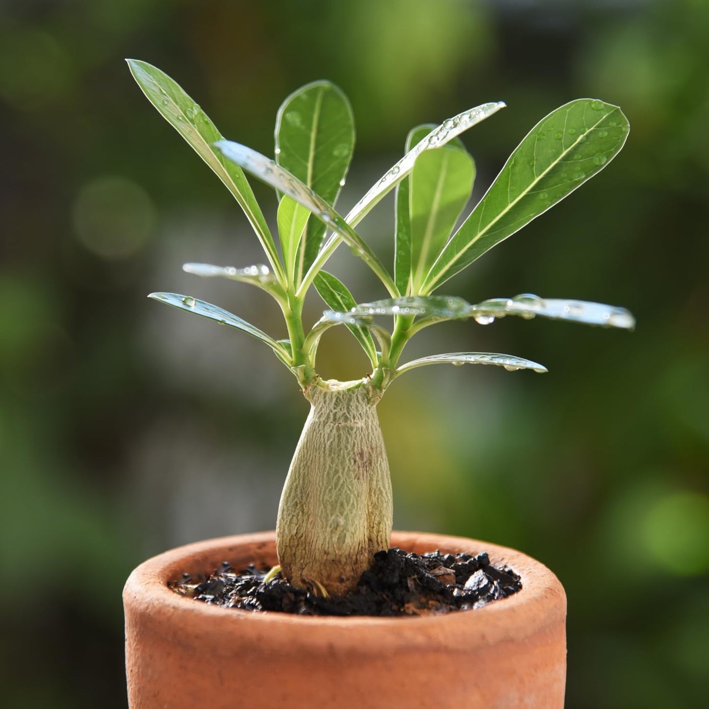 ✨Desert Rose Seeds🌹Heat-Resistant✨