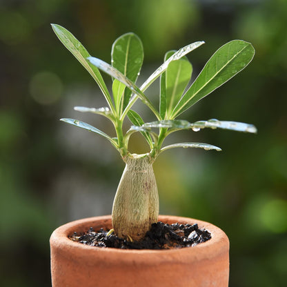 ✨Desert Rose Seeds🌹Heat-Resistant✨