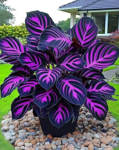 🌱 Rare Giant Hosta Bulbs – Lush, Tall & Shade-Loving Garden Beauty