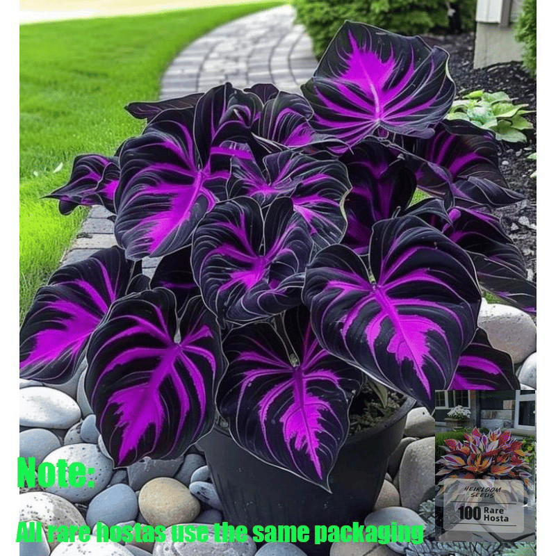 🌿Garden Favorite Hosta Bulbs – Rare & Beautiful Perennial Flowering Plants🎁
