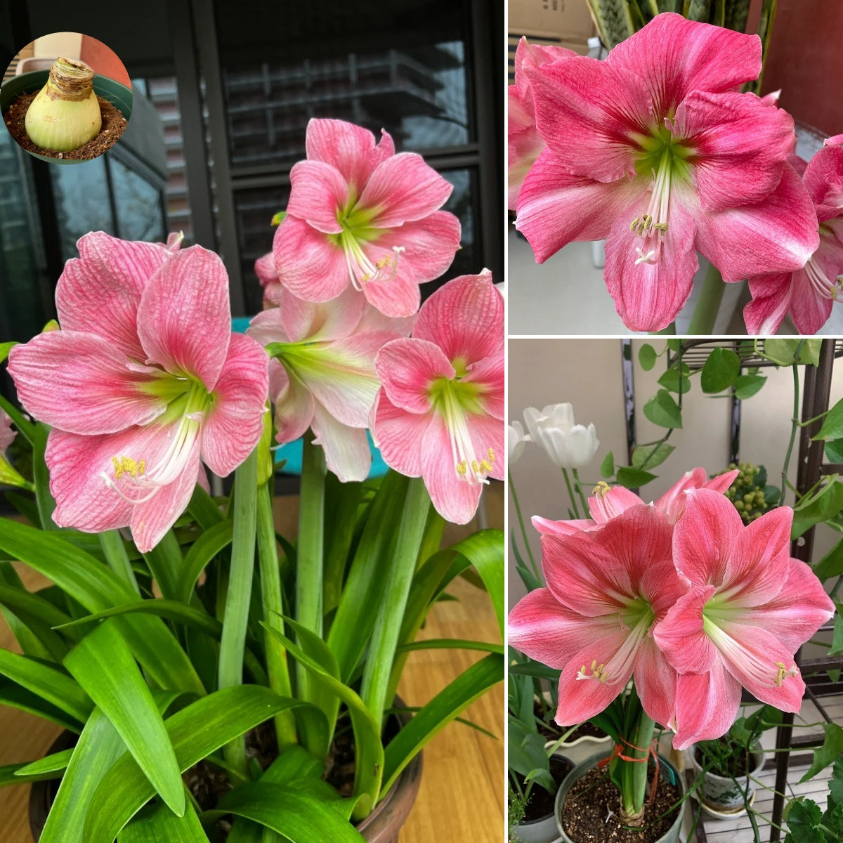 🌺 Amaryllis Bulbs | Grow Bold, Beautiful Blooms