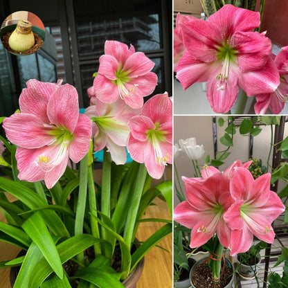 🌺 Amaryllis Bulbs | Grow Bold, Beautiful Blooms