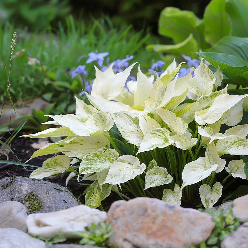 🍃 Exclusive Hosta Bulbs – Unique Foliage, Effortless Beauty