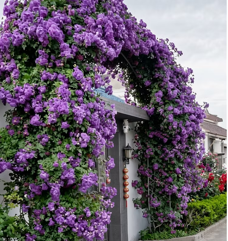56% OFF✨Rare Climbing Rose Seeds🌹