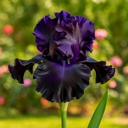 ⚜️Signature Tall Bearded Iris – Premium Garden Edition⚜️