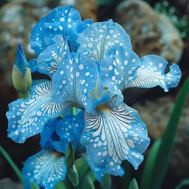 ⚜️Signature Tall Bearded Iris – Premium Garden Edition⚜️