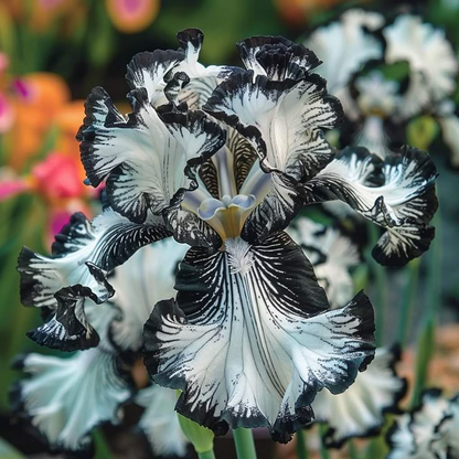 ⚜️Signature Tall Bearded Iris – Premium Garden Edition⚜️