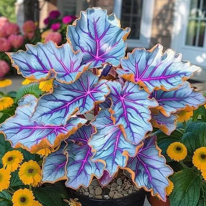🌱 Rare Giant Hosta Bulbs – Lush, Tall & Shade-Loving Garden Beauty