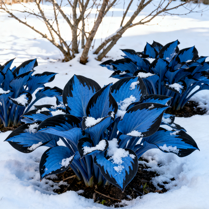 🍃 Exclusive Hosta Bulbs – Unique Foliage, Effortless Beauty