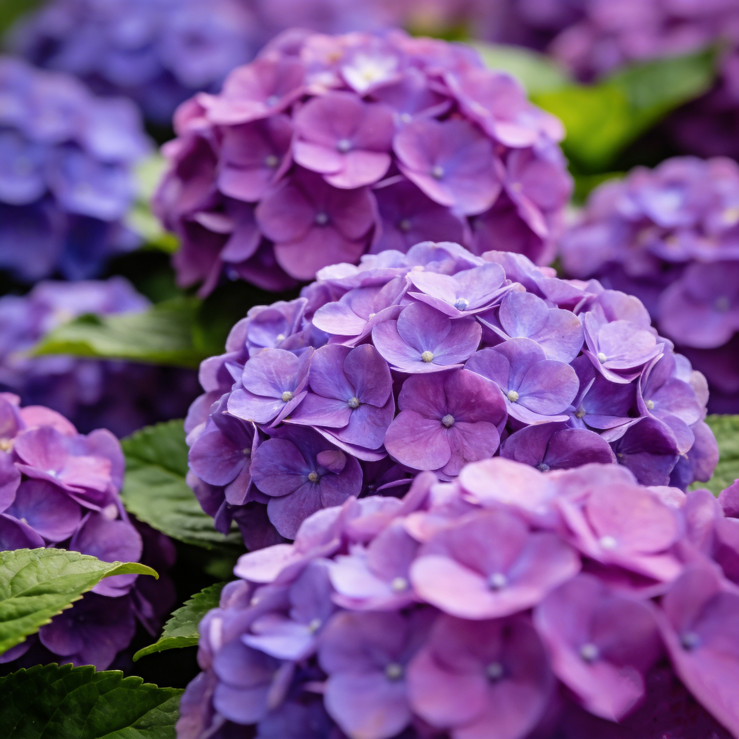 🔥New Arrivals🌸Hydrangea Seeds of Bliss☁️✨