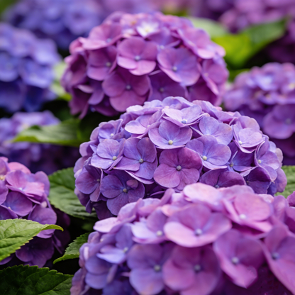 🔥New Arrivals🌸Hydrangea Seeds of Bliss☁️✨