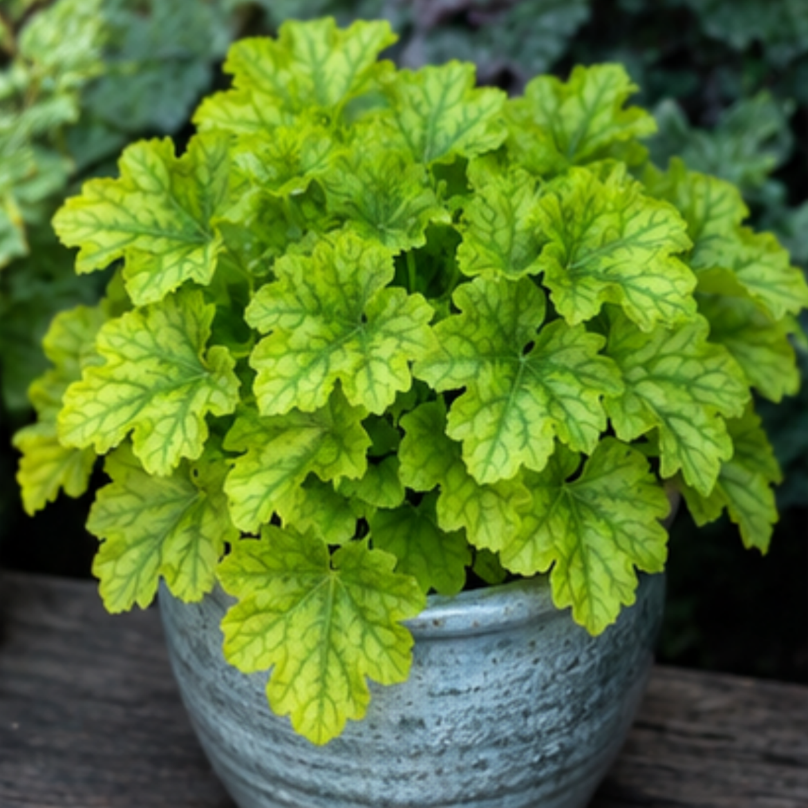 🎨Add Elegant Color to Your Garden - 🌱Heuchera Seeds🌿