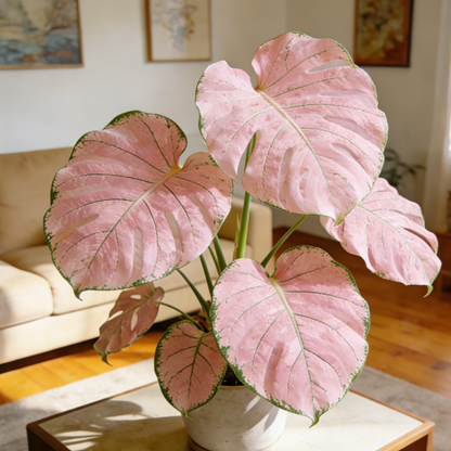 Get Your Monstera Bulbs Today 🌿Effortless Green Living.