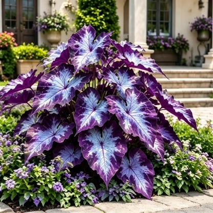 💖 Rainbow Beauty Caladium Bulbs – Lush Multicolor Leaves for a Dreamy Garden