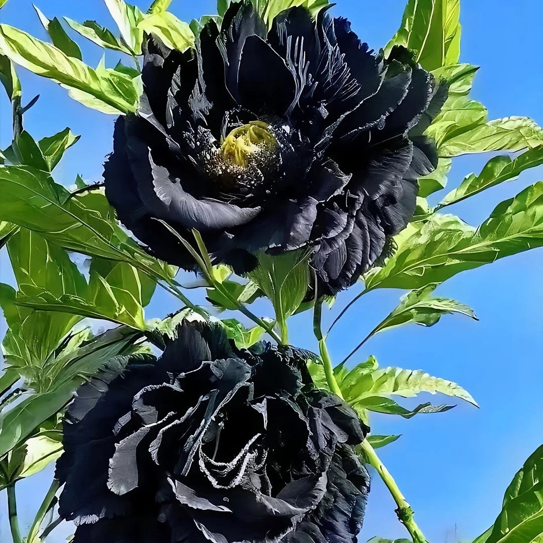 🌸Plant Peonies Once, Enjoy Blooms for Years